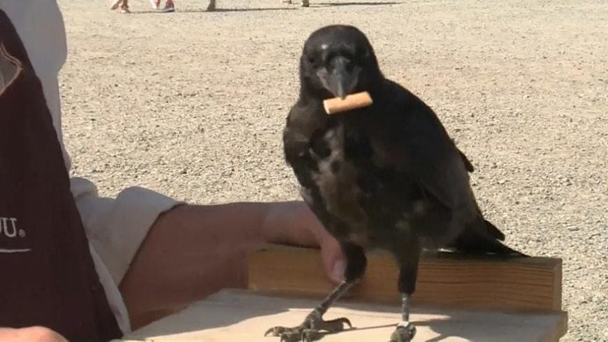 Need Help With Cigarette Butts? Just Say Crow