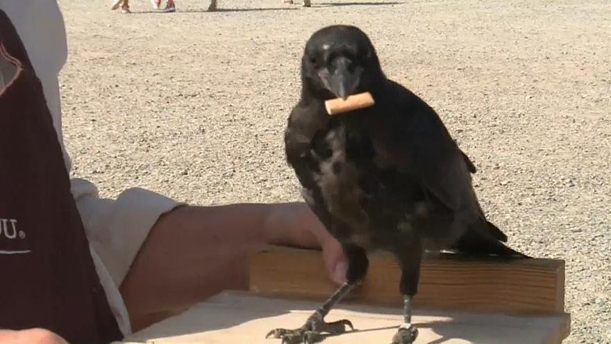 Need Help With Cigarette Butts? Just Say Crow